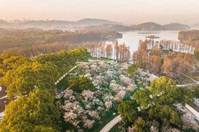 ​武汉东湖梅园最佳赏花季到了，一文带你了解门票、地址、交通信息