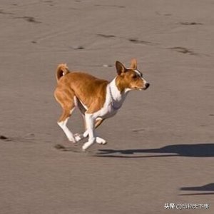 ​沉默的非洲古老哑犬——巴仙吉犬
