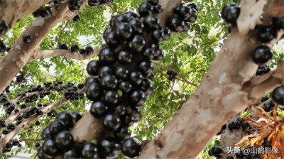 ​多子多福嘉宝果