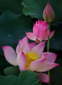 ​冰心散文《往事》——母亲，你是荷叶，我是红莲