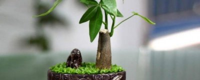 ​发财树好养吗