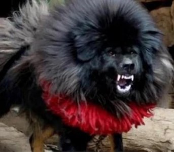 ​当年被富豪买走的中国第一藏獒比尔，拍卖价值3000万结果怎样了？