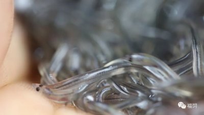 ​极危物种！欧洲刑警组织截获1500万条玻璃鳗鱼