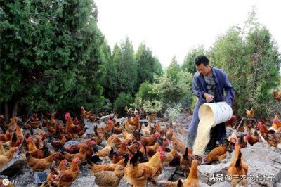 ​山林养5千土鸡，需要投多少钱？一年能有多大的利润？可算知道了