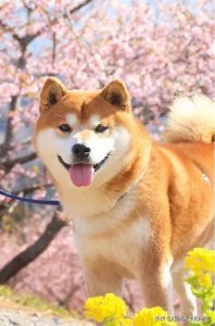 ​推荐一本男主病娇偏执女主重生文《回到过去杀死你》