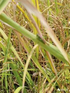 ​苗乡种麻谷，神奇的麻谷有多好