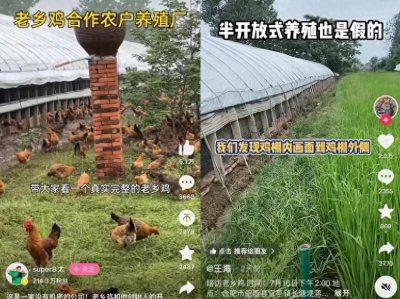 ​老乡鸡的鸡，到底是怎么养的？
