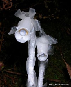 ​传说中的冥界四花，除了彼岸花，还有多少人知道其它三种呢？