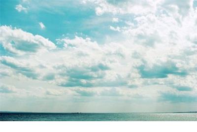 形容玫瑰花的句子