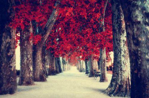 2025年常用爱情的情感句子70条