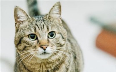 ​经典幽默冷笑话大全（经典冷笑话有一个鸡蛋）