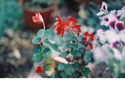 有关于雨的描写句子