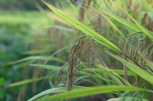 英文名字女生简单气质