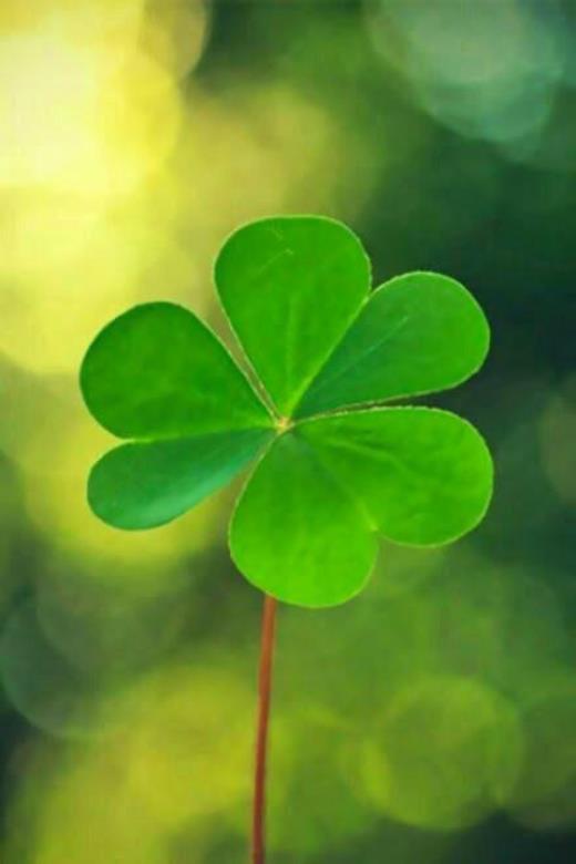 姐姐的爱胜过母爱好句