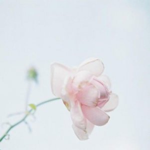 ​短情话大全浪漫情话