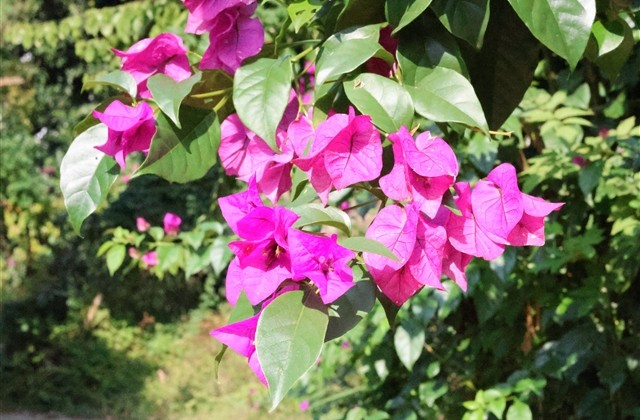 唯美古风名字四字小众 唯美古风名字四字小众