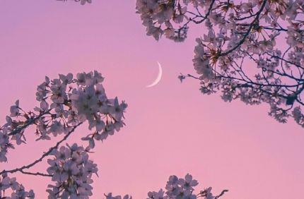 散文中写景的优美句子