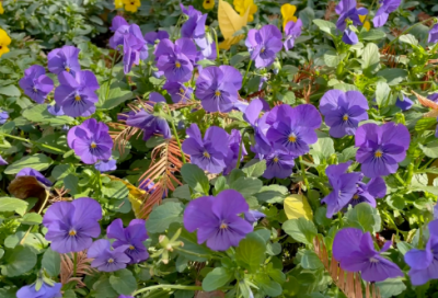 ​七秒记忆的鱼唯美句子 鱼的记忆只有七秒唯美情话