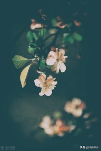 ​隐秘的表白暗语短句（极隐晦的半句情话）