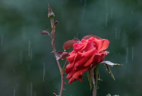 1711098500227445.png image.png